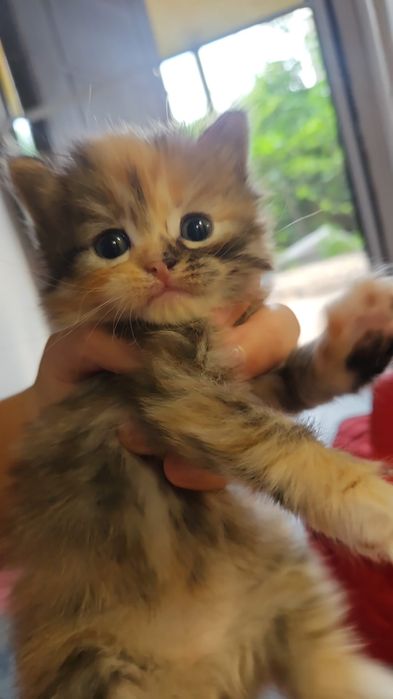 Отдам котят в хорошие руки