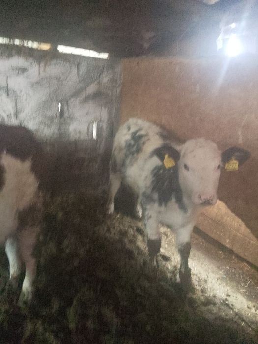 Vând vitei un bouț și 2 vitele