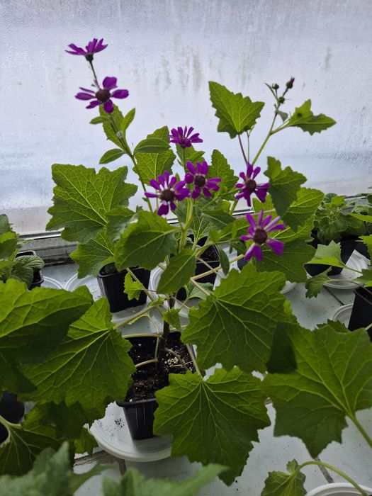 Домашние  цветы.