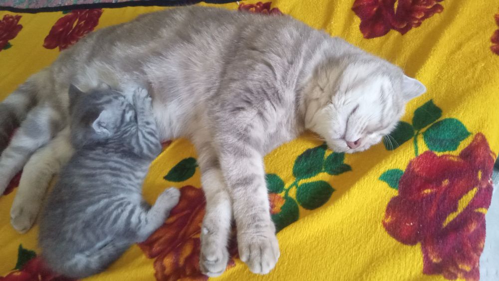 Отдадим в добрые руки