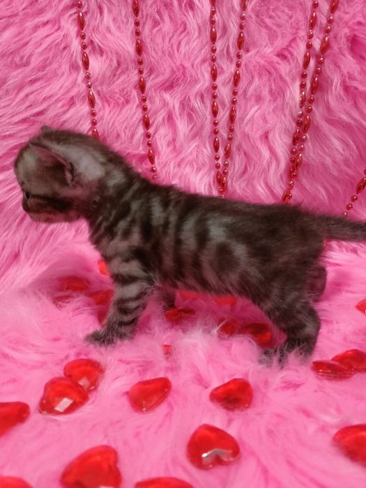 Продам котёнка девочку шотландка +бенгал