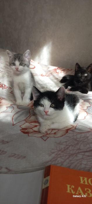 Отдам котят в хорошие руки