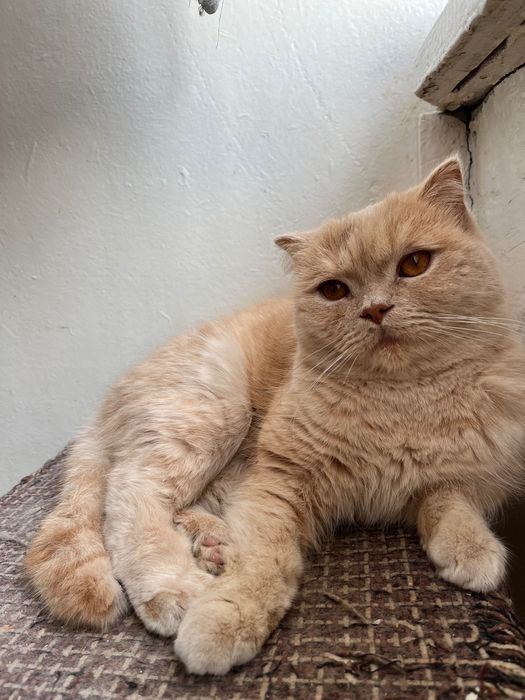 В добрые руки кот