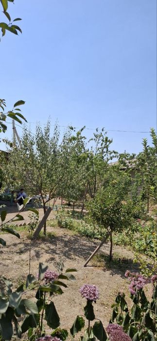 Mirzo ulugbek tumani chingildi yangi o’zbekiston