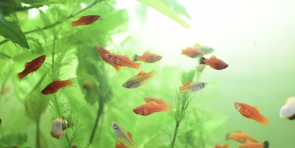 мальки меченосцы