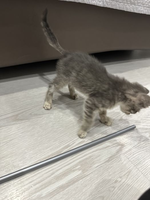 Котенок уличный мальчик ищет дом