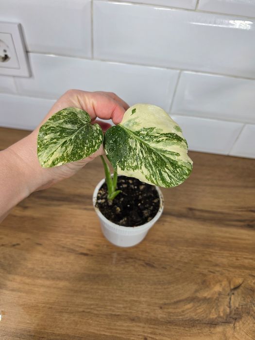 Монстера Альба (Monstera albo-variegata)