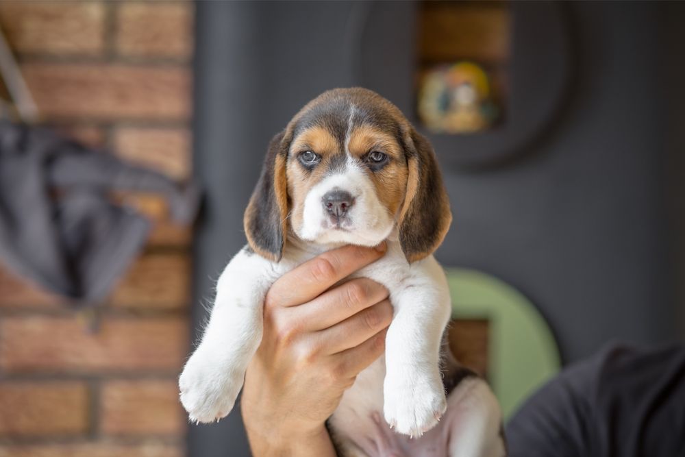 Puiuț Beagle tricolor