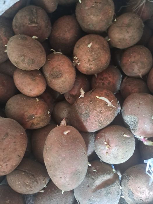 Vând cartofi de sămânță roşii
