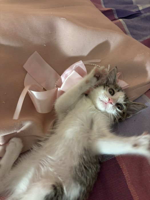 Котенок в добрые руки