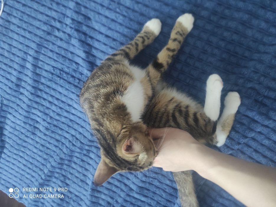 Отдам кошку в хорошие руки