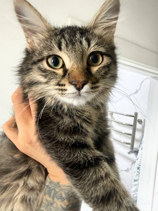 Котенок ищет маму и папу