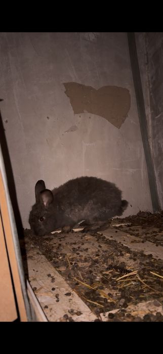 Коян кролики самец