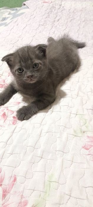 Продаётся котята ждут своих добрых хозяев