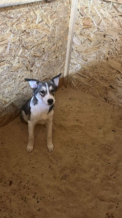 Ищу дом собачуне