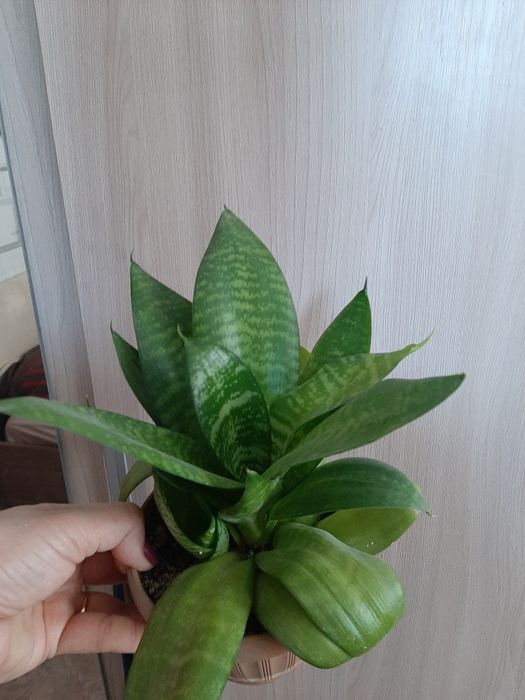 Комнатный цветок Сансевьерия