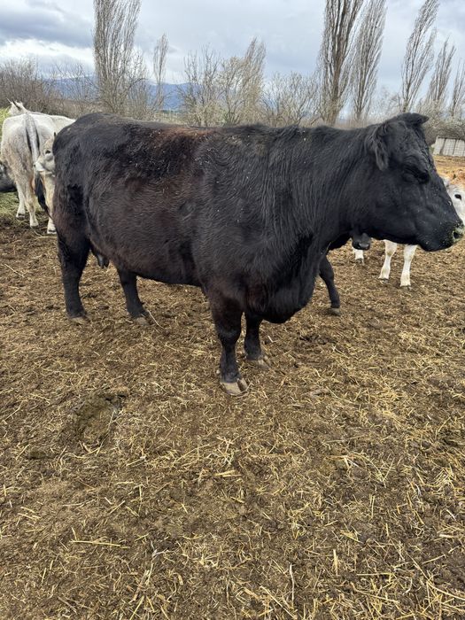 Крави  абардин абардин ангус