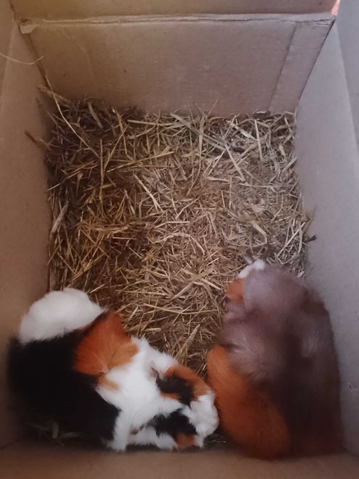 Продам перуанских морских свинок