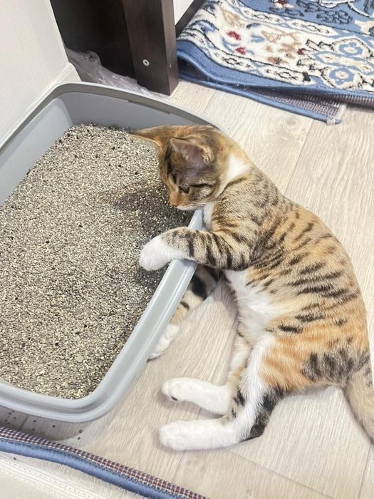 Котенок (девочка)