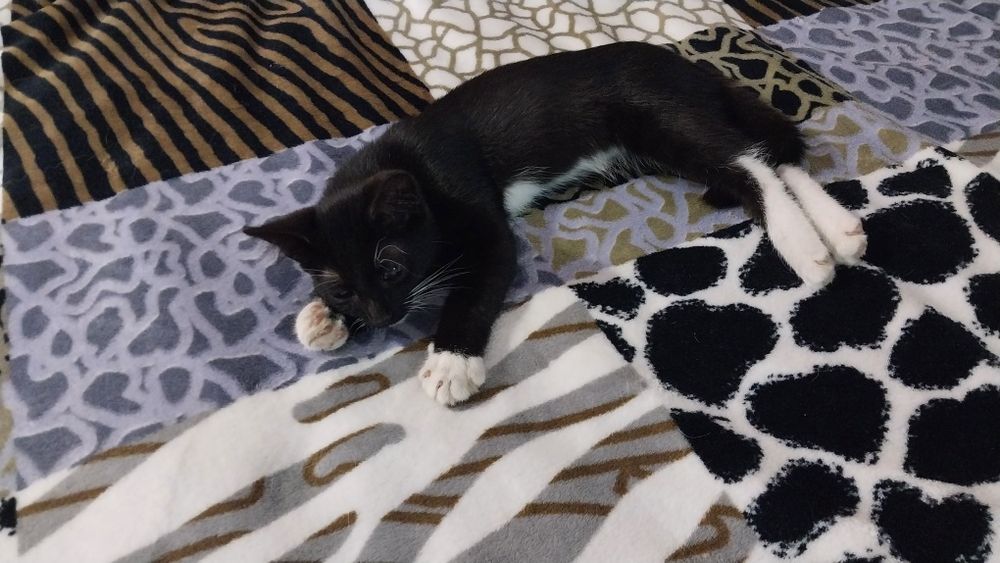 Котёнок мальчик ищет семью