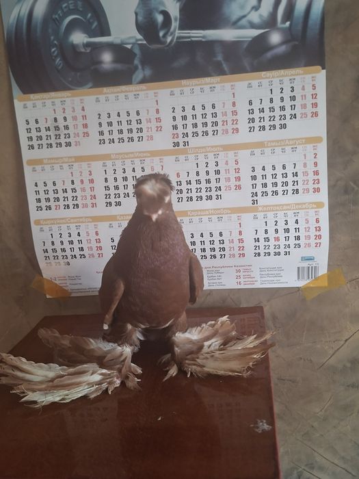 Продам голубя чина