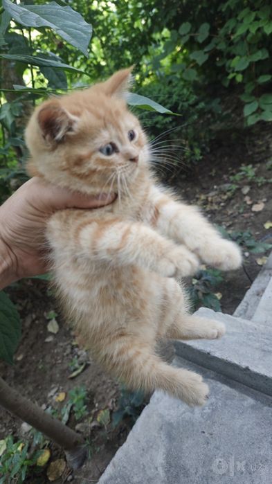 Skotish Strayt , juda chiroyli, 1,5 oydan oshdi