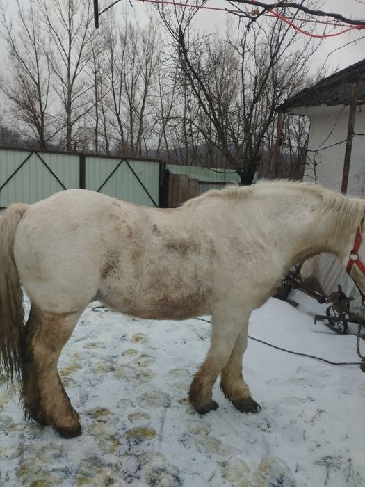 Cal castrat de vânzare 12 ai de vânzare