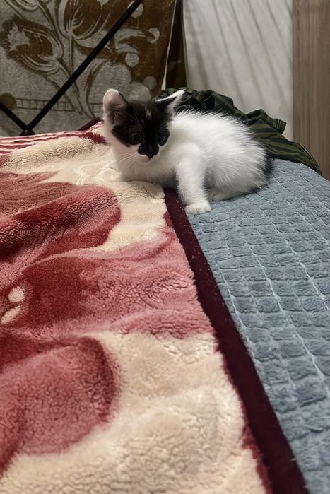 Отдам котят(девочки)