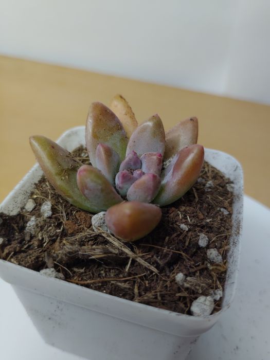 Суккулент эхеверия