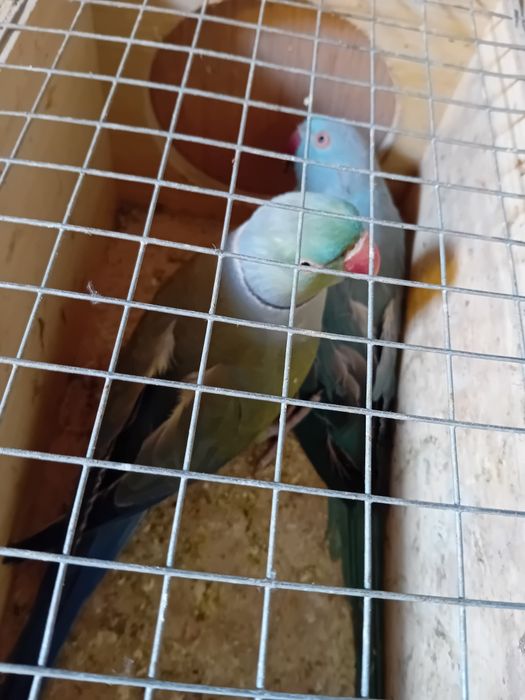 Vând micul Alexandru maturi gata de cuib .