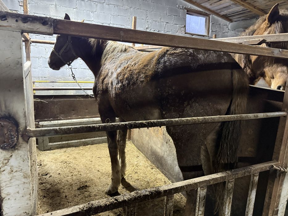 Лошади на развод.