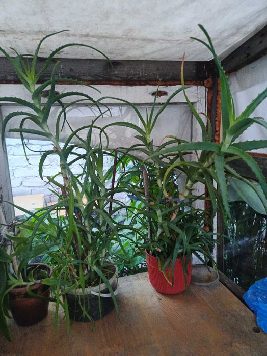 Алое вера лечебная