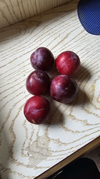 Olhuri sotiladi narx kelishtiriladi