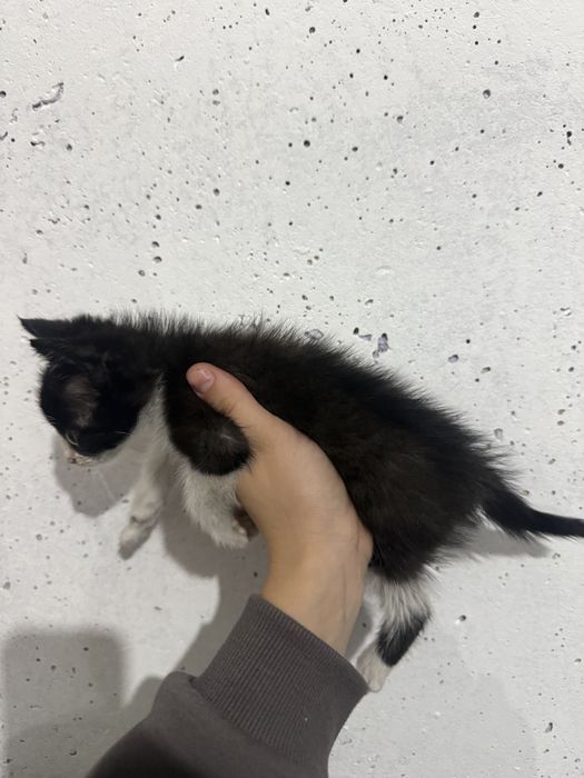 подарявам малко коте