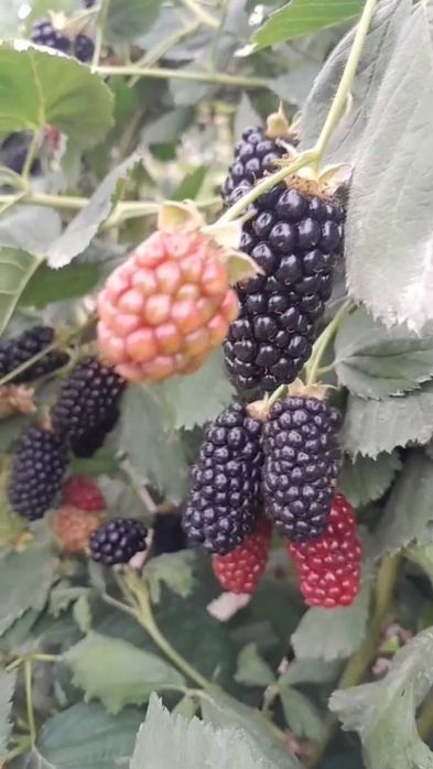 Ежемалина сорта "Начет"