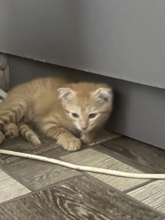 Котенок девочка