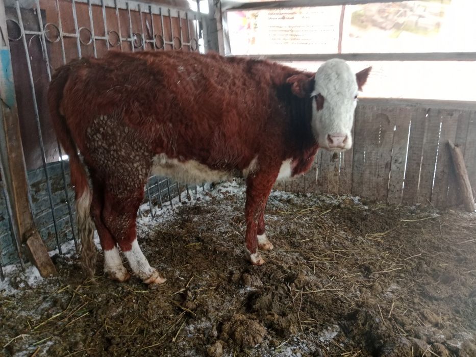 Семіз сиырлар сатылады