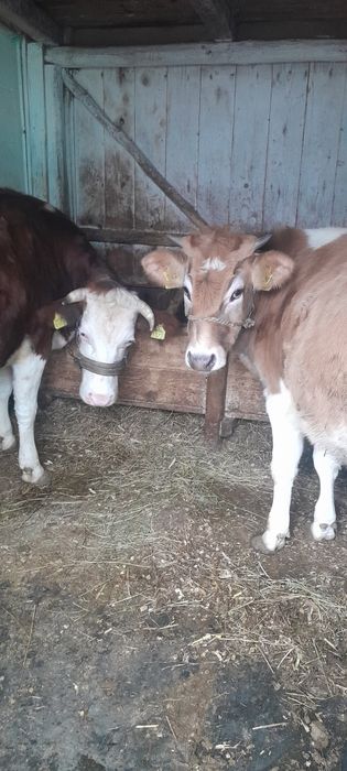 Vand manză si junele