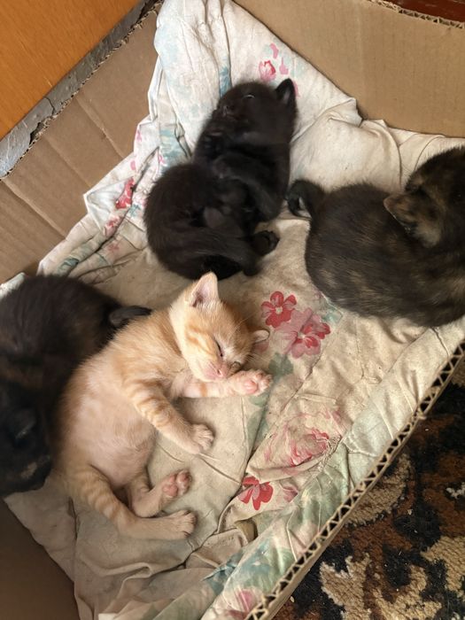 Котенки милые даром,девочки