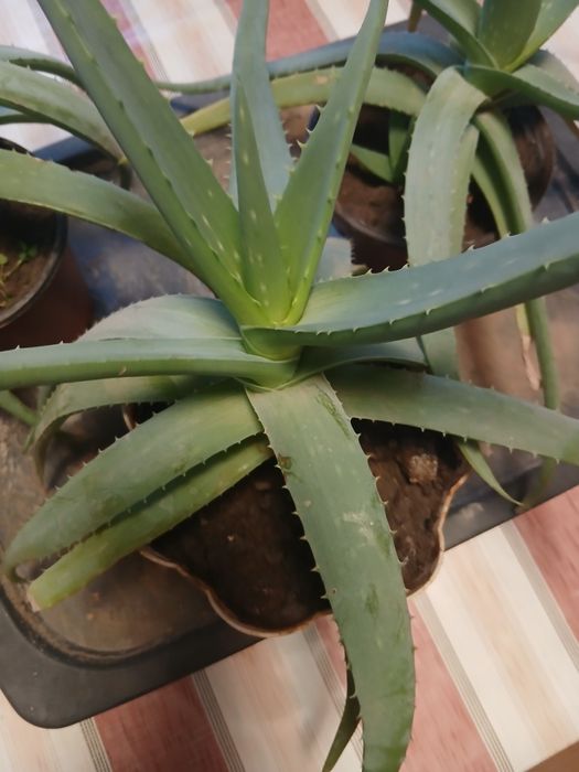 Алоэ вера лечебное