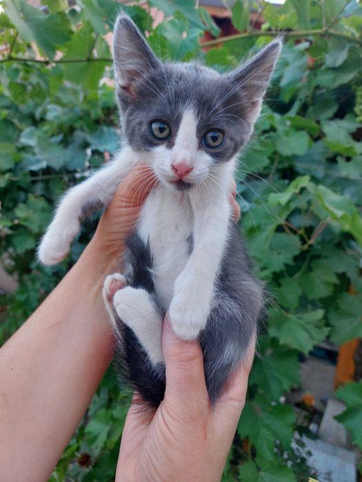 Подарявам котенца