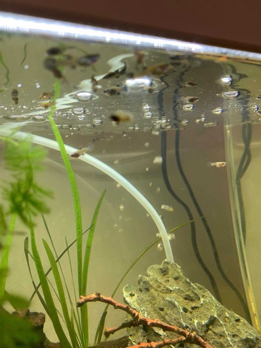 plante plutitoare pentru acvariu