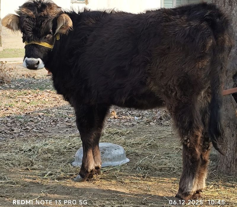 Тана сатылады/Продам тёлку!