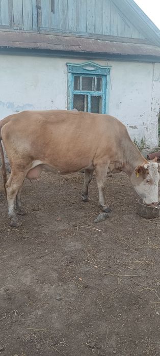 Продам карову молодая два отела  .очень спокоиная