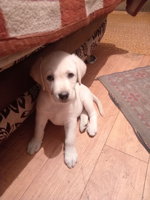 Лабрадор девочка