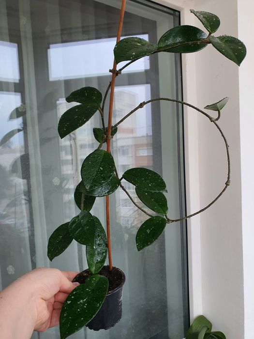 Hoya Carnosa, Lacrima Maicii Domnului, floarea de ceară