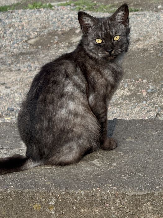 Ищем дом для котиков