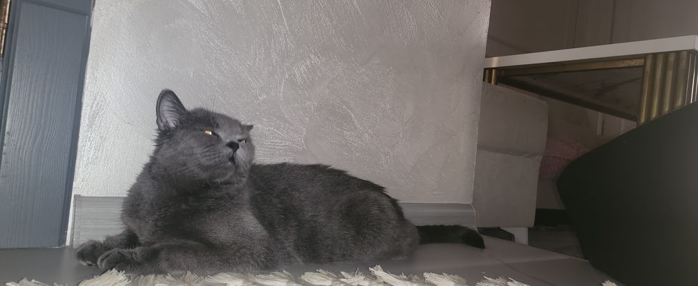 Ишем жениха для нашей кошке