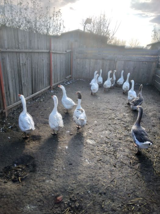 16 găini, ,gâște ,rațe.