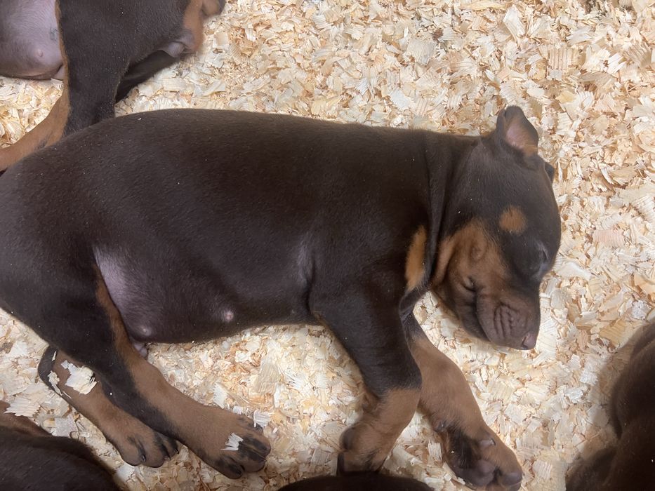 Шенки доберман чистокровные документы